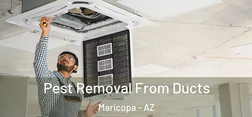 Pest Removal From Ducts Maricopa - AZ